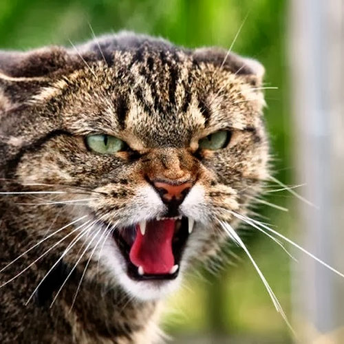 Причины агрессивности кошек и как исключить агрессию в квартире