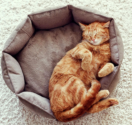 Как выбрать лежак для кота и приучить к нему питомца